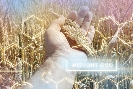 农艺学家检查耳朵的质量 手和小麦 用黑麦种田食物种子麦田绿色收获场地粮食农村谷物乡村图片