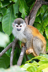 中美洲松鼠猴子 赛米里奥斯泰迪 奎波斯 哥斯达黎加野生动物小猴子热带丛林好奇心手表森林灵长类雨林公园情调图片