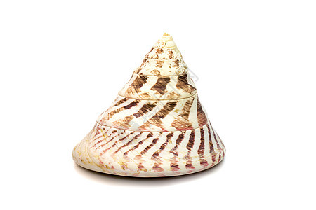的图像 俗称商业顶壳 是一种海蜗牛 一种海洋腹足类软体动物 在白色背景下被隔离 海底动物 贝壳生物海滩甲壳三角形野生动物食物粉红图片