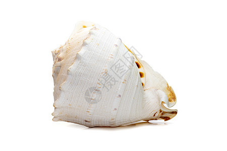 角形海螺壳是白色背景中隔离的极为大型的海蜗牛物种 海底动物 海壳爱好食物珊瑚收藏头盔海上生活海滩贝类角盔热带图片