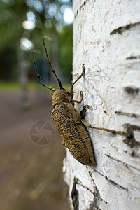 长角甲虫在树枝上的宏观镜头图片