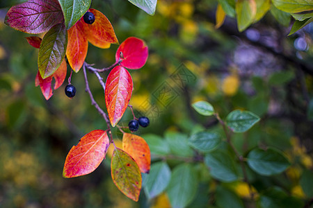 明光秋秋叶和窒息莓果实布希植物群宏观金子水果浆果食物黄叶植物树木金叶子图片