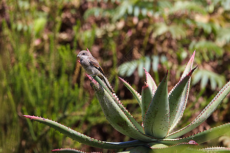 Aloe Leaf (拉尼乌斯项圈)图片