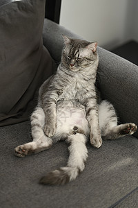可爱的小猫睡在灰色舒适的沙发上 手势滑稽 家畜概念图片