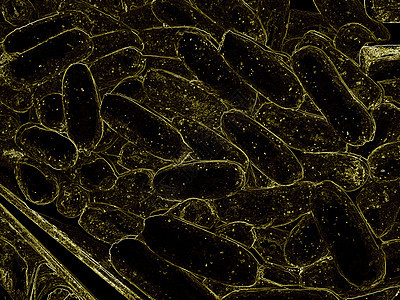 特写 3d 微观细菌 3D 渲染细菌特写 病毒或细菌细胞高分辨率科学插图显微镜生物癌症计算机生活攻击实验蓝色研究痘痘图片