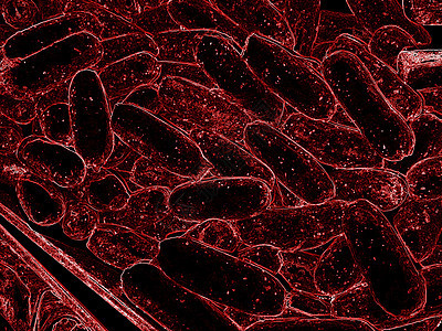 特写 3d 微观细菌 3D 渲染细菌特写 病毒或细菌细胞高分辨率科学插图生物学实验药品蓝色流动疾病计算机微生物微生物学流感图片