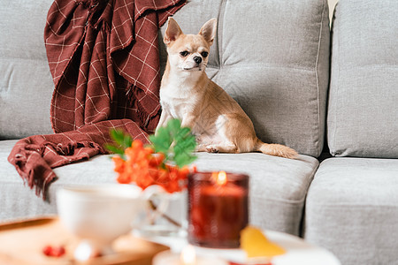 有趣的小狗吉娃娃躺在沙发上和枕头下格子室内 可爱的小狗在寒冷的秋天秋天冬天的天气里在毯子下取暖 带蜡烛和装饰的客厅里的宠物动物公图片