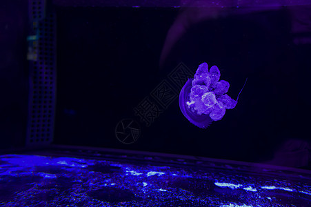 紫色的珠蜜鱼在蓝色背景上海洋情调荒野水族馆辉光触手生活运动游泳野生动物图片