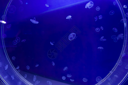 水族馆里的小型水母鱼 在水族馆里种着果冻薯条 蓝色背景的透明性图片