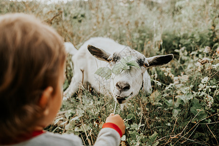 第一次幼童和白山羊会议 儿童喂养有草的保姆 夏季田地风景与农家畜 自然与孩子 (图片