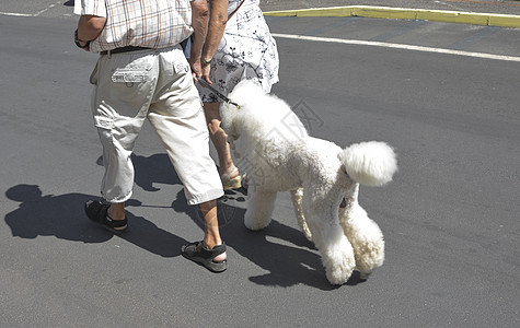一对年老的夫妇带着白狗走在一条皮带上图片