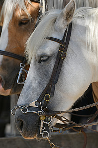 皮带中的白色和棕色马匹马具金属头发国家鬃毛良种带子工作草稿哺乳动物图片