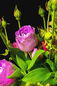 在黑色背景上的新鲜混合花束 绿枝繁茂的牡丹玫瑰 深色花卉背景绿色植物花园宏观红色白色植物群花瓣粉色背景图片