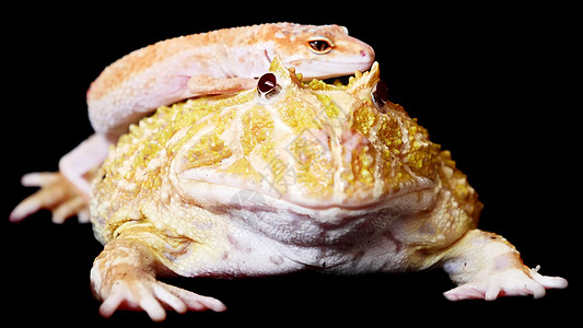 查乔安角青蛙与狮子座Gecko在黑背上尾巴壁虎动物学热带动物柠檬爬虫野生动物异国蜥蜴图片