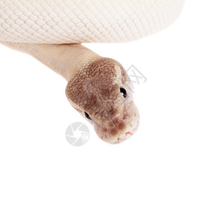 皇家Python 或球 Python在白色上蛇皮卷曲生物濒危捕食者突变异国少年野生动物基因图片