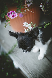 漂亮的黑白色吉娃娃小狗 鲜花草地相机犬类彩旗生物宠物动物花朵荒野哺乳动物图片