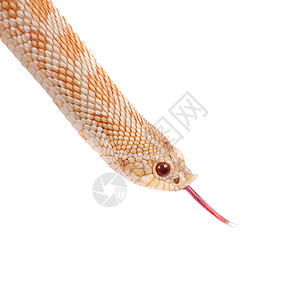 西猪鼻蛇 白种背景下的赫特罗登纳西克斯鼻子俘虏异国濒危毒蛇宏观法器野生动物动物学生物图片
