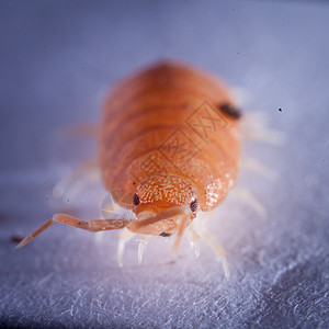 一个漂亮的橙色木偶 被囚禁的光发木匠动物生物学昆虫盔甲木头甲虫生物骨骼屠夫图片