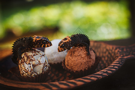 红眼鳄鱼皮肤 三双白龙肌 在Truffles上粉末巧克力甜点腰果宠物盘子野生动物爬虫恐龙荆棘图片