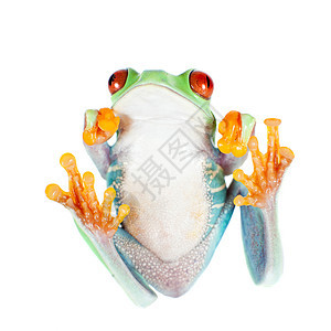 白色背景的美丽的红眼树青蛙异国丛林气候沼泽野生动物蓝色两栖动物群情调热带图片