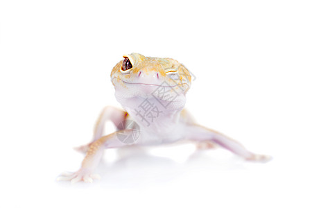 白色背景的可爱豹式壁画生物脊椎动物颜料尾巴凸轮宠物野生动物动物蜥蜴人变形图片