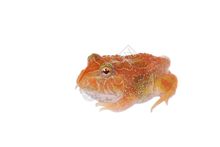 查乔安角青蛙在白色上被孤立燕麦动物学宠物橙子野生动物动物生物学大嘴柠檬异国图片