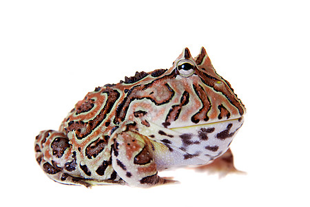 幻想角蛙在白色上被孤立大嘴异国濒危野生动物橙子动物学青蛙宠物男人动物图片