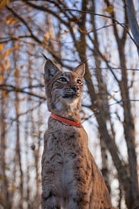 树林里的猫秋天森林的肖像 可兑换欧亚林克斯晶须警报猫科动物头发生物哺乳动物动物食肉农村橙子背景