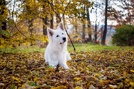 秋天公园的白人雪人牧狗植物牧羊犬警卫公园生长叶子宠物花园院子照片图片