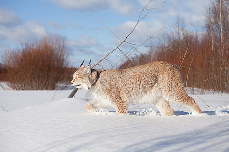 易交易欧亚林克斯 冬季场肖像打猎野生动物木头主题猫科动物哺乳动物爪子食肉森林动物图片