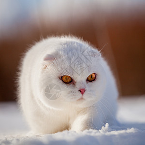 苏格兰fold cat 冬季田地肖像生物农村宠物头发哺乳动物森林胡须成人时候木头图片