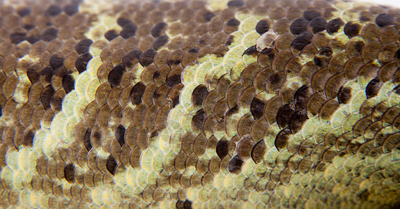 所罗门群岛在白背景上剥白色的皮肤野生动物雨林蜥蜴生物学濒危爪子斑马热带动物群群岛图片