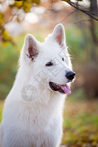 秋天公园的白人雪人牧狗森林友谊花园牧羊犬农村植物白色生长哺乳动物毛皮图片