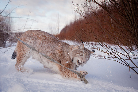 易交易欧亚林克斯 冬季场肖像打猎阳光生物动物猫科动物木头季节农村主题哺乳动物图片