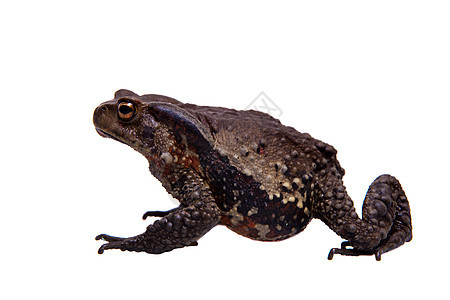奇异的越南青蛙在白背景上被孤立邻居眼睛热带森林动物群野生动物蟾科蟾蜍爬虫学动物图片