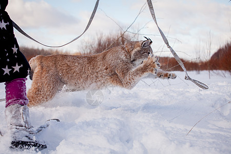 易交易欧亚林克斯 冬季场肖像警报时候食肉金子农村季节猫科动物村庄野生动物动物图片