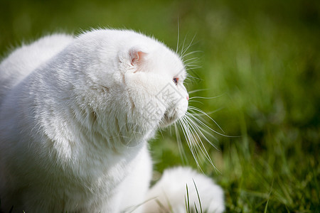 白苏格兰在绿草上折叠的白苏格兰猫成人宠物哺乳动物动物阳光主题家畜胡须脊椎动物眼睛图片