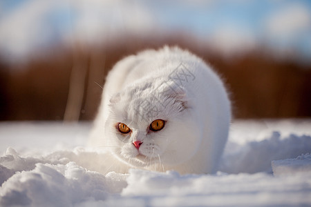 苏格兰fold cat 冬季田地肖像阳光生物头发白猫成人时候毛皮主题猫科动物胡须图片