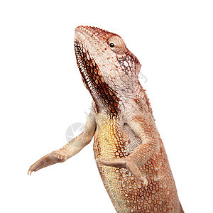 或马达加斯加巨型变色龙在白色上蜥蜴人动物蜥蜴爬行动物环境濒危威胁荒野动物学宠物图片