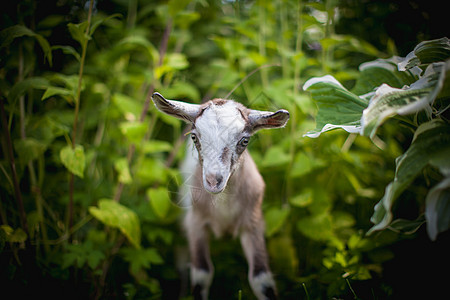 花园中可爱的年轻灰色山羊食物哺乳动物小山羊农业毛皮农村农场宠物场地脊椎动物图片