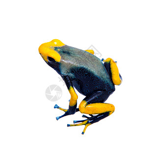 孔雀Dyeing毒蛇青蛙 登德罗巴酸锡质土穆库马克 白色毒蛙野生动物森林濒危两栖热带孔雀雨林生物学成人图片