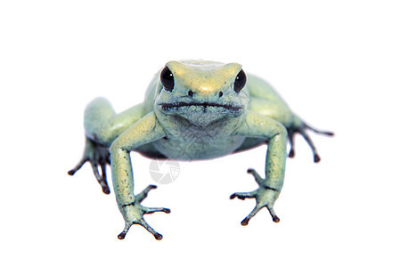白色背景的薄金毒青蛙蓝色薄荷异国毒蛙生物学两栖黑腿成人宏观动物图片