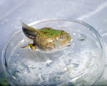 巴西角青蛙在水中吃土豆生物学林蛙捕食者蝌蚪背景濒危异国木头大嘴情调图片