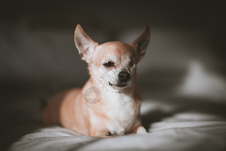 无眼的吉娃娃狗 12岁躺在床上灰色宠物眼睛哺乳动物疾病犬类生物棕色动物玩具图片