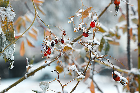 红色冷冻果子 在有初雪 自然回春背景 冬季季节开始概念的枯绿灌木上卡片植物浆果环境野生动物天气水果衬套枝条问候语图片