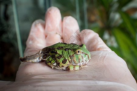 巴西角青蛙 坐在手边的巴西角青蛙生物学宠物情调蝌蚪动物尾巴濒危男人异国大嘴背景图片
