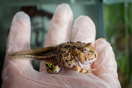巴西角青蛙 坐在手边的巴西角青蛙蝌蚪生物学男人动物学尾巴情调野生动物异国动物宠物背景图片