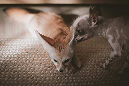 秘鲁的无毛和吉华花混合狗 舔了一只仙狐玩具哺乳动物野生动物怪物犬类凤头晶须宠物毛皮尾巴图片