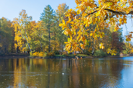 橡树枝向秋季森林中的水鞠躬 秋天的颜色 秋天的树在公园里 晴朗的天气 黄色的秋叶和树枝映衬着蓝天树叶场景旅行橡树叶池塘金子反射橡图片