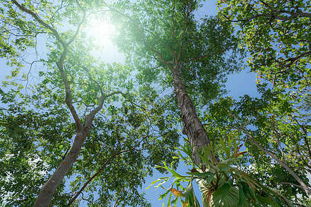 在有阳光的热带森林中 绿叶树的底视图 公园清新的环境 绿树在夏季花园中提供氧气 环境保护 生态概念 拯救地球晴天气候二氧化碳植物图片